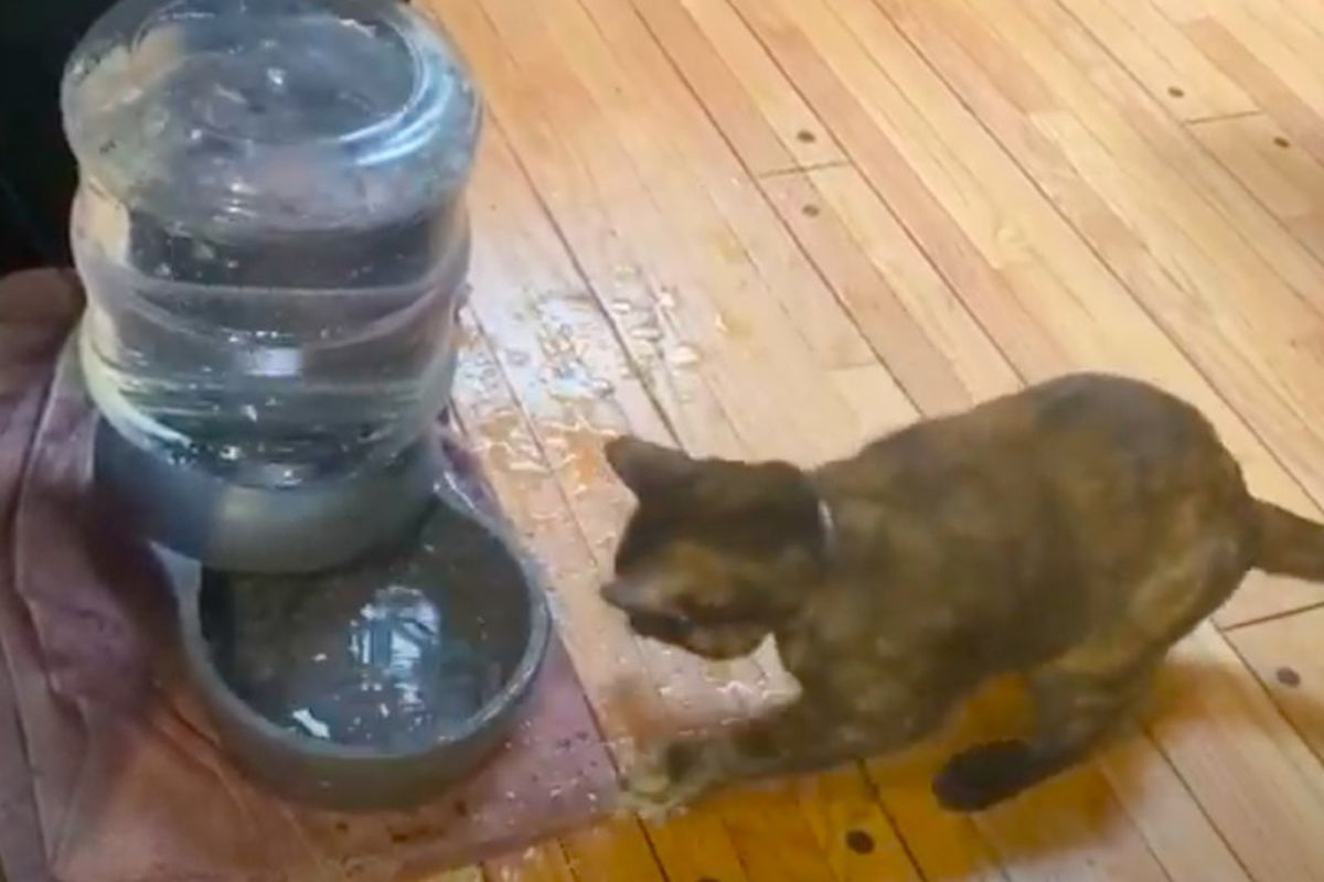 Автоматична поїлка і кішка: ви лише подивіться на цей кумедний поєдинок. Бульбашки води вивели кішку з себе.