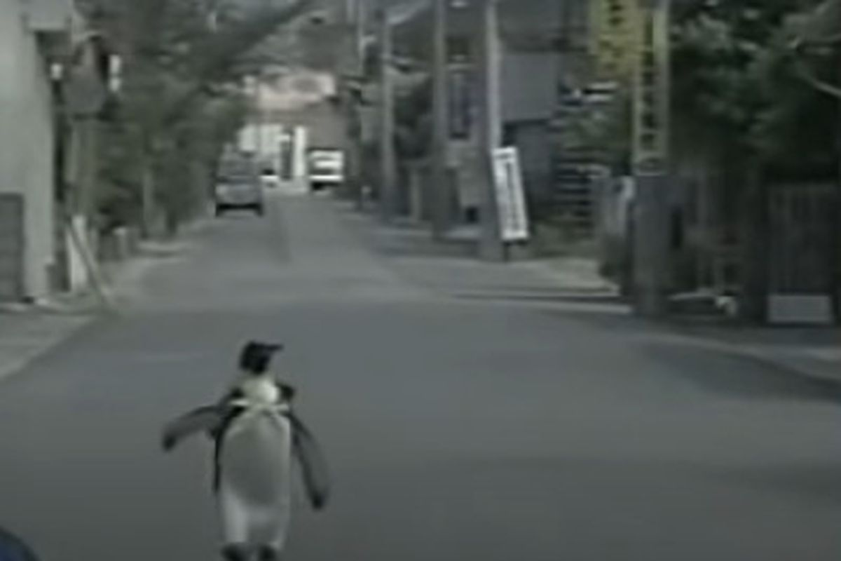 У світі досі з теплом згадують пінгвіна, який прогулювався вулицями міста і сам ходив у магазин. Повноправний містянин.