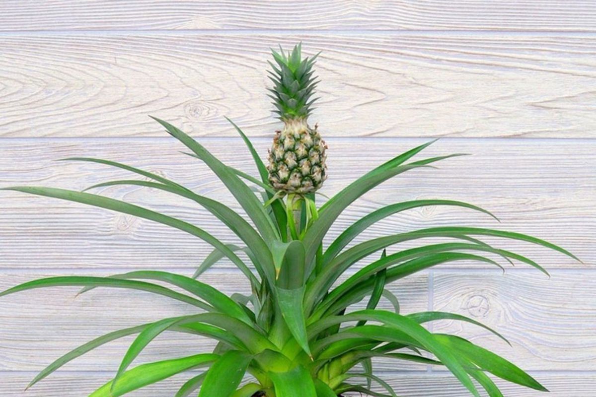 Кімнатний ананас: як виростити екзотичний фрукт у себе вдома. Головне — не викидати верхівку з'їденого плоду.