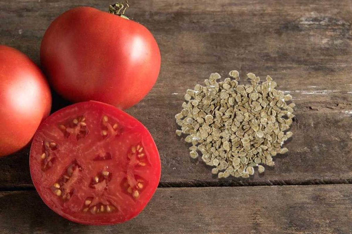 Корисні поради щодо підготовки насіння томатів до посіву. Готувати насіння томатів до посіву потрібно правильно.