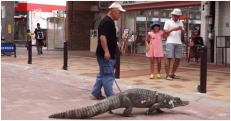 В японській родині 39 років живе двометровий крокодил. Сім'я придбала свого вихованця в зоомагазині.