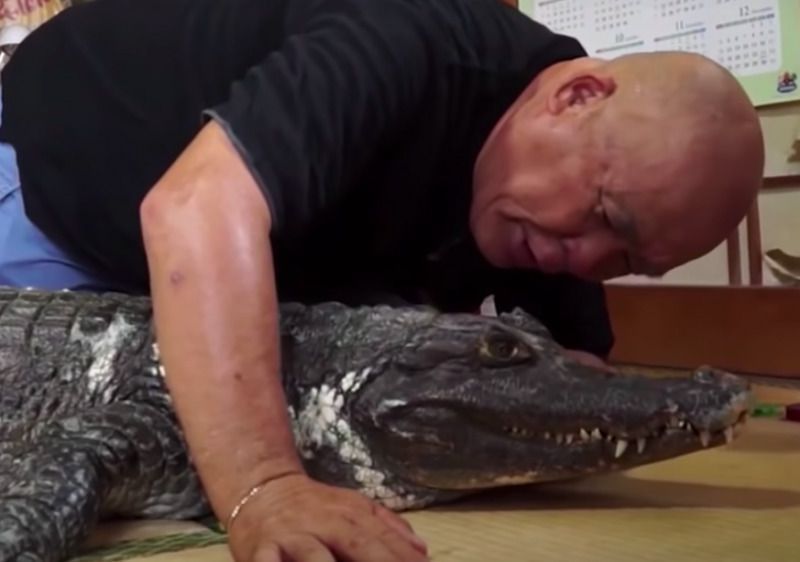 В японській родині 39 років живе двометровий крокодил. Сім'я придбала свого вихованця в зоомагазині.