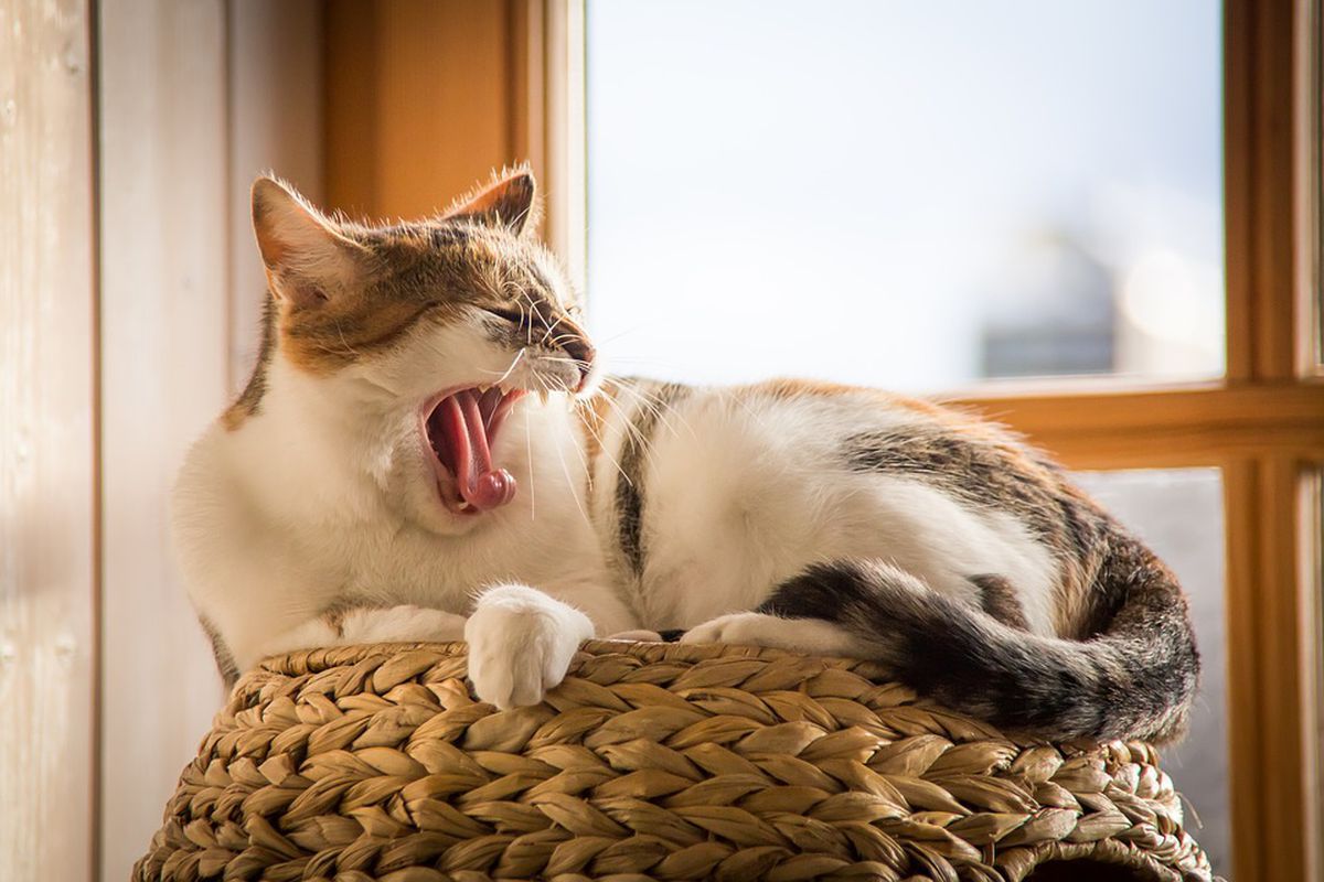 Вчені дали відповідь, що значить муркотіння кішки перед сном. Практично всі вихованці люблять засипати під звук власного бурчання.