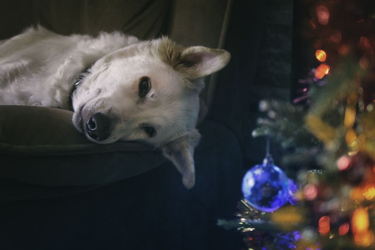 Чи можна залишати собаку у Новорічну ніч та на скільки. Як вчинити з собакою у новорічну ніч.