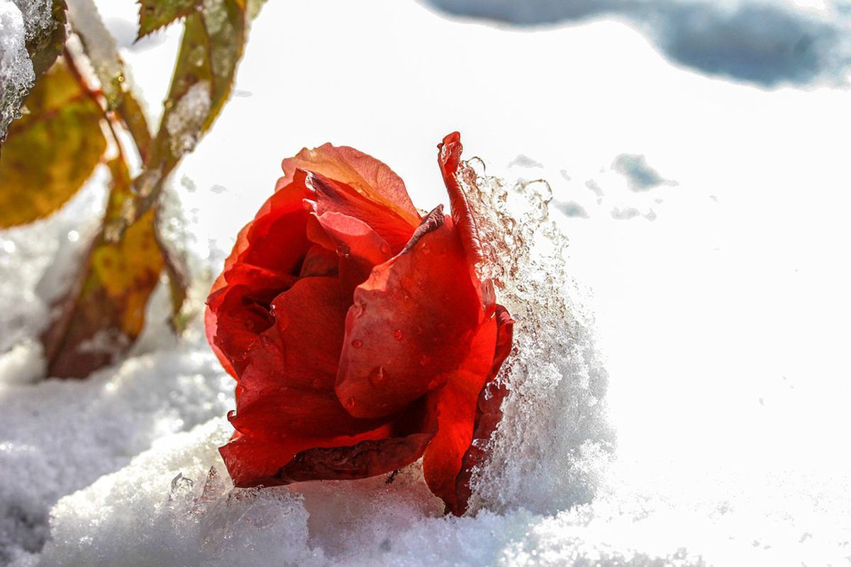 Найбільш поширені помилки садівників під час укриття троянд на зиму. Тонкощі укриття троянд.