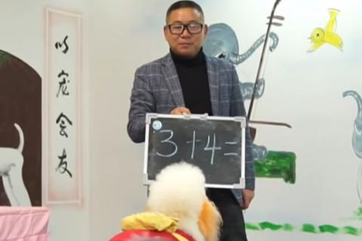 У Китаї є нестандартна школа, учні якої дуже талановиті та мають чотири лапи й хвіст. У Китаї є школа для собак, де вони вивчають навіть загальноосвітні предмети.