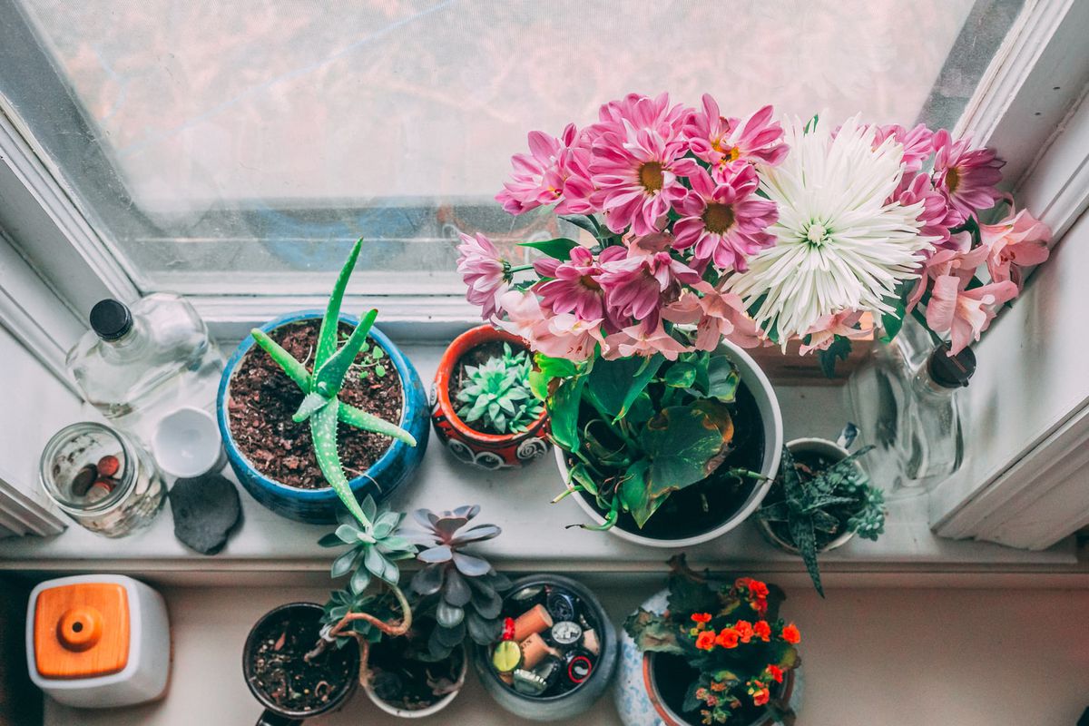 10 кімнатних рослин, які не бояться протягів. Сміливо заводіть їх у своїх квартирах і виставляйте на підвіконнях.