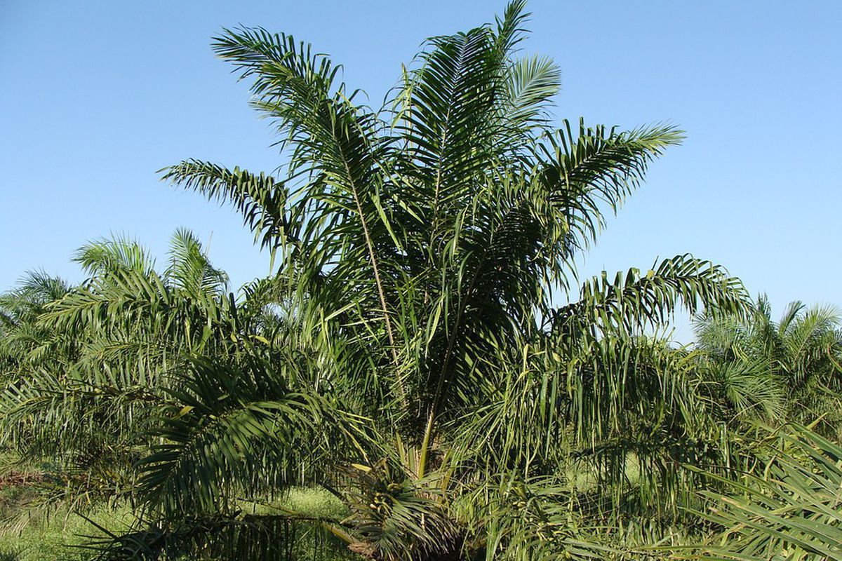 Вчені створили штучну альтернативу пальмовій олії, яка не вимагає вирубки тропічних лісів. Технологія допоможе врятувати рідкісні види тварин.