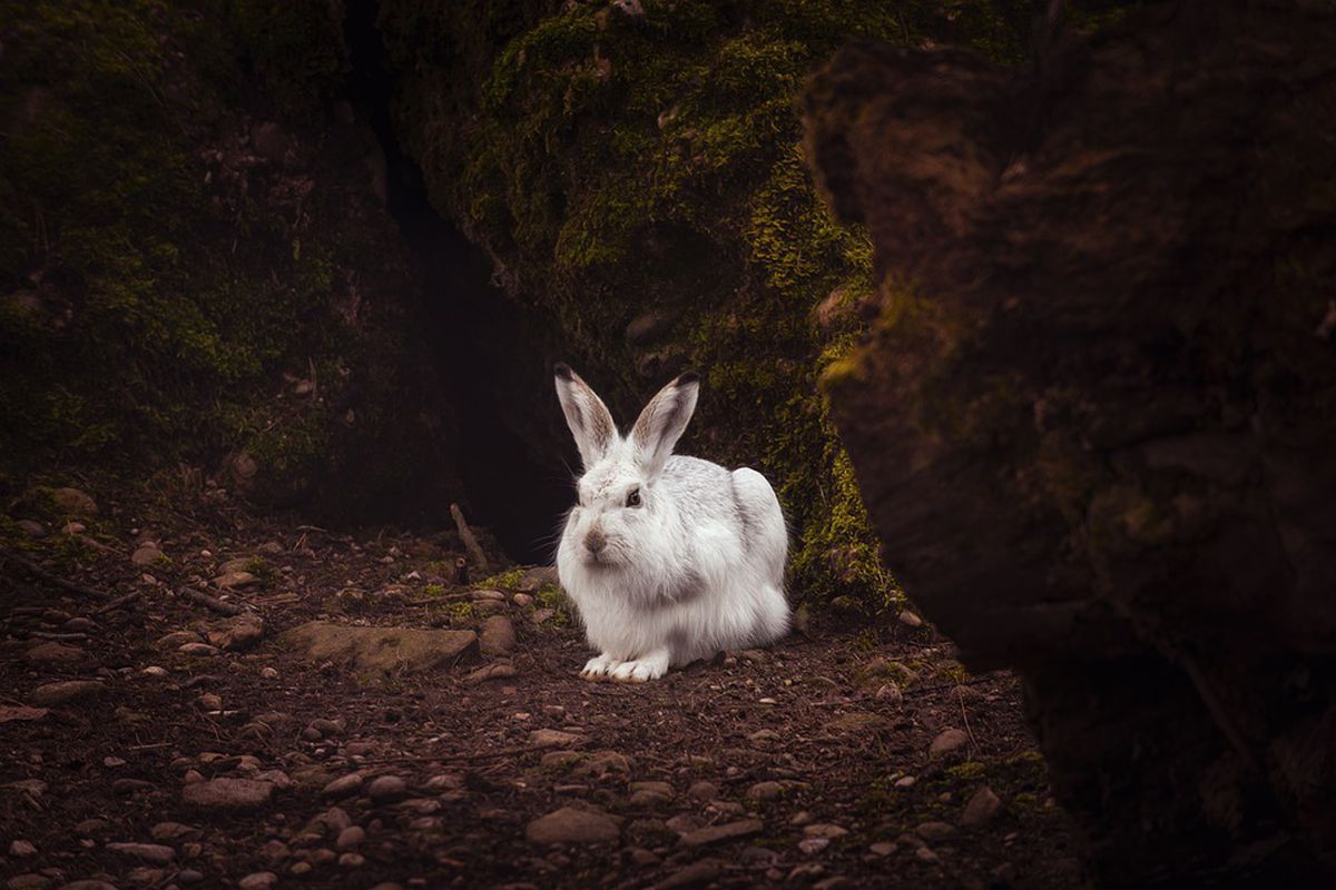 Відсутність снігу ставить під загрозу чисельність зайців і всю екосистему в цілому. Білосніжна шуба більше не маскує зайців.