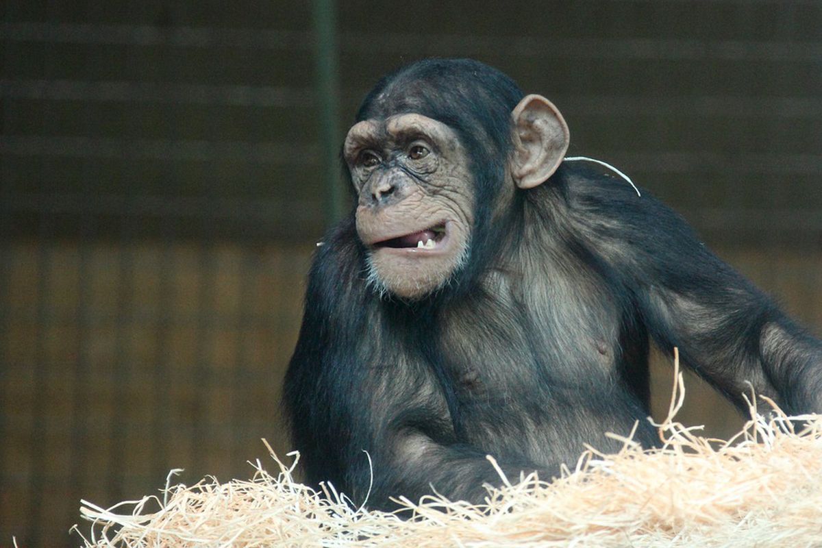 Кумедне відео, на якому шимпанзе вирішила навести порядок у своєму вольєрі. На прибирання примата надихнула щітка, залишена співробітником зоопарку.