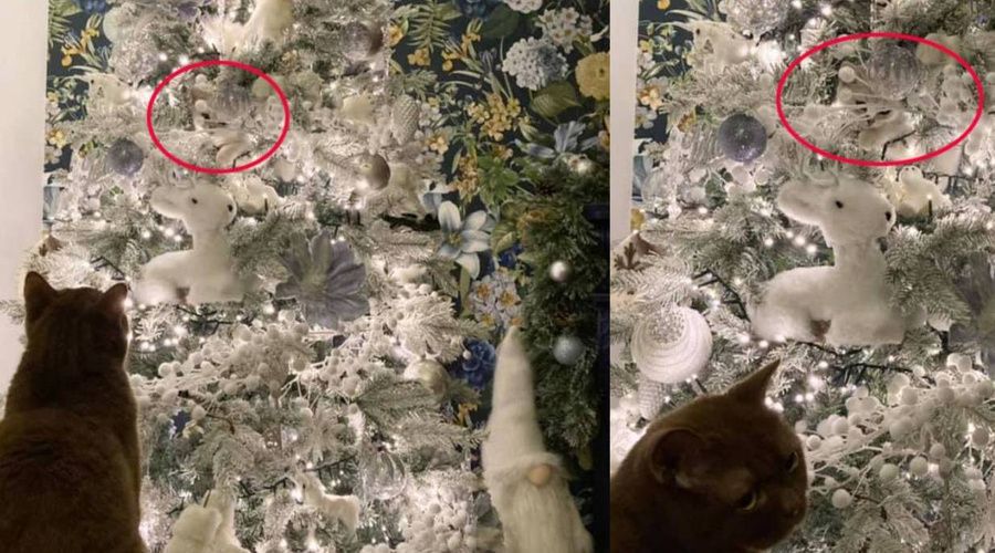 Люди намагаються знайти кішку, яка сховалася серед новорічних іграшок — а ви зможете її знайти?. Маскування хитрого пухнастика на вищому рівні.