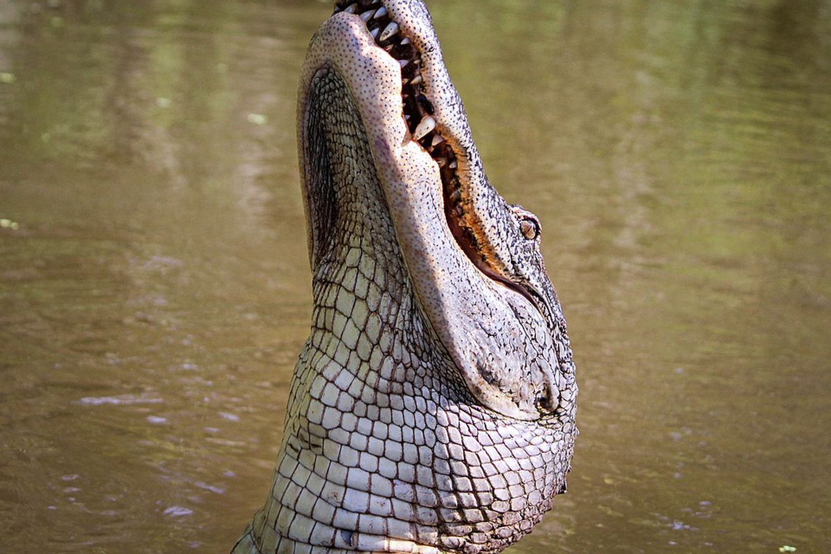 Алігатор, який зачаївся в заростях, налякав каякера сильніше, ніж будь-який фільм жахів. Крокодил налякав каякера, вискочивши з води.