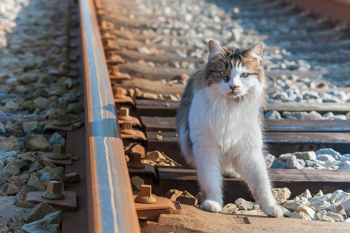 Що допомагає кішкам знаходити дорогу додому, навіть, якщо їх відвезли за тисячі кілометрів. Чи всі кішки здатні повернутися додому з далекої відстані.
