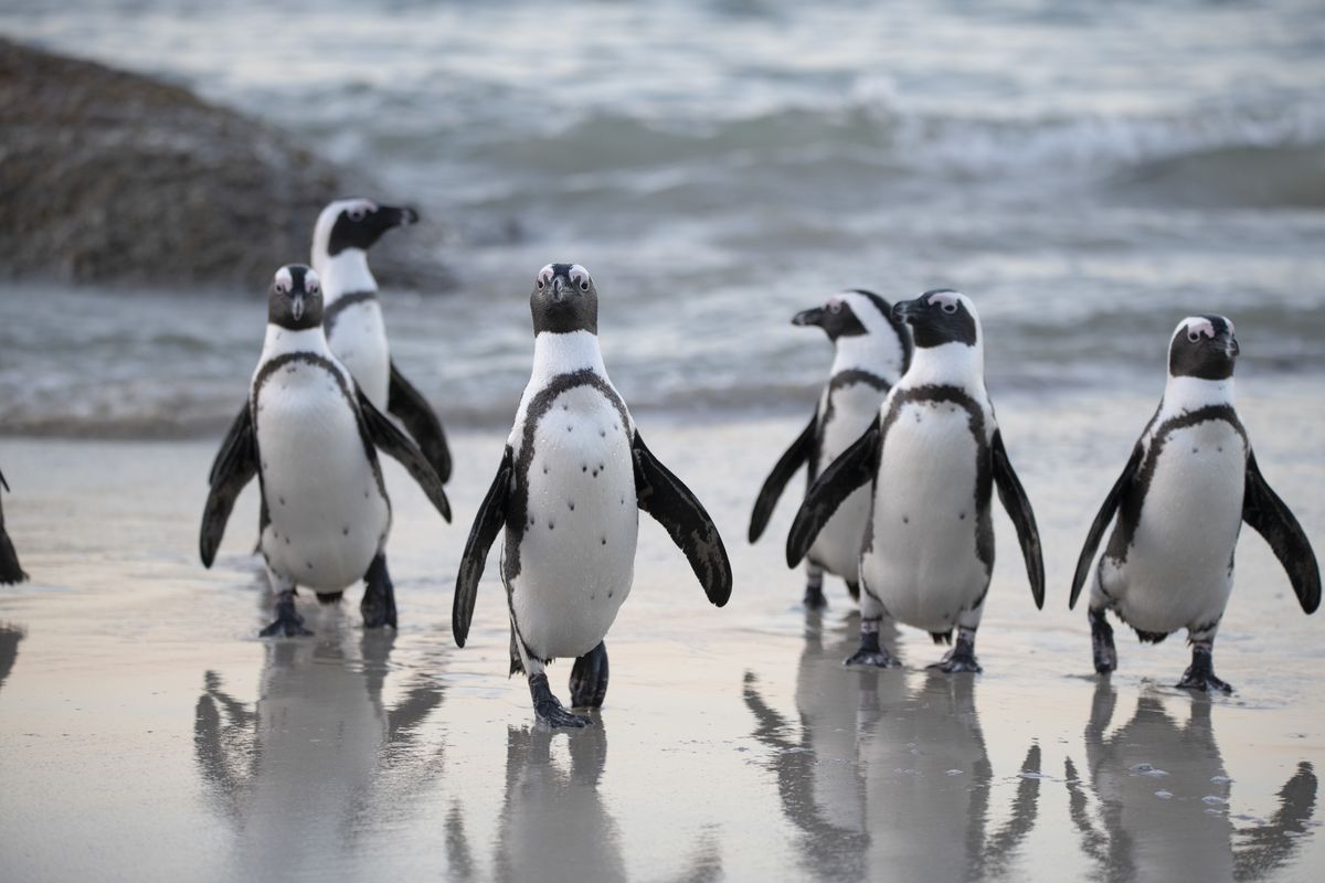 Спеціальна голка допоможе пінгвінам комфортно жити в умовах потепління. Систему захисту птахів розробив іранський архітектор.