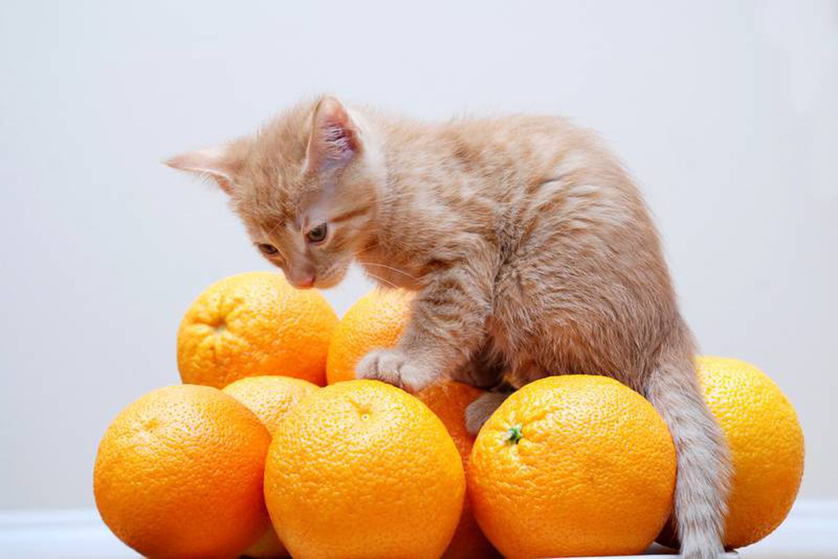 Почему кошки не любят запах цитрусовых?