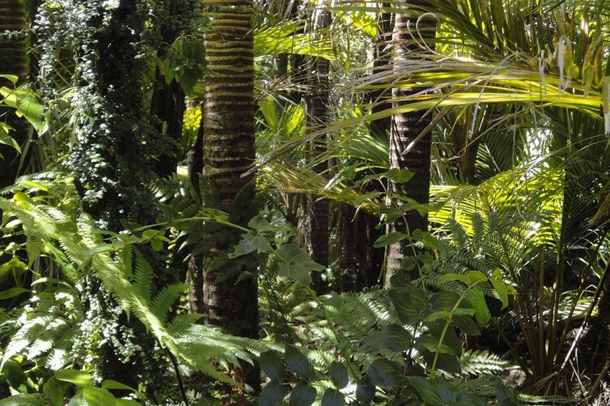 Вічнозелені ліси Амазонії стали виділяти більше вуглекислого газу, ніж поглинати. Вчені помітили цю "дивину" ще у 2013 році.