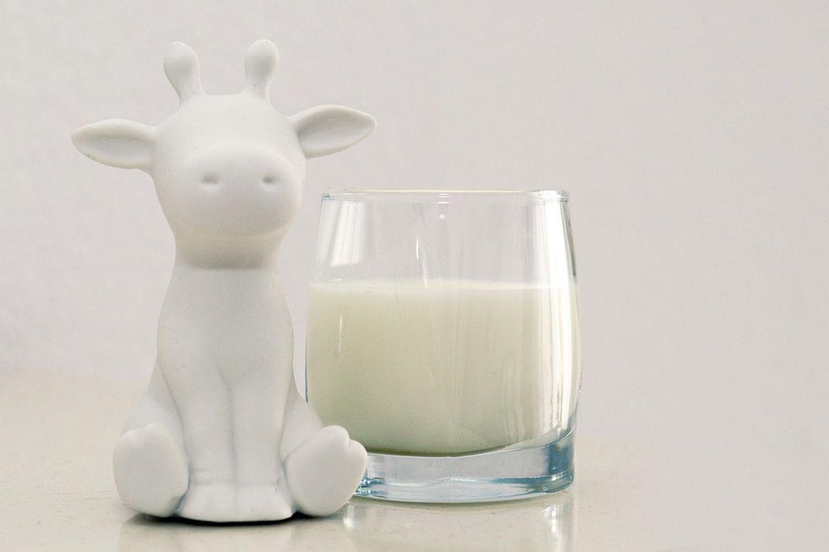 Коров'яче молоко зменшує ймовірність розвитку алергії у дітей. Вживання цього продукту під час грудного вигодовування знижує ризик розвитку харчової алергії.