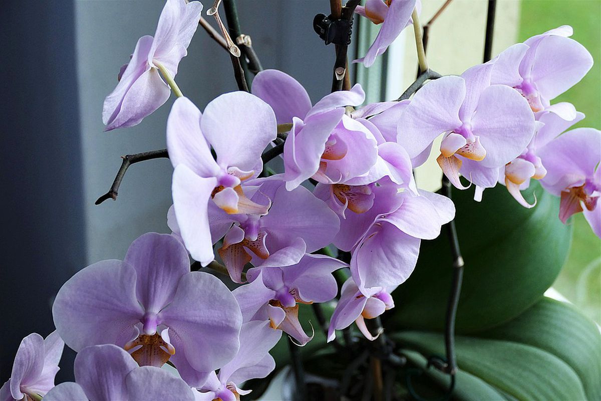 Декілька секретів поливу орхідеї для її буйного цвітіння. Як поливати фаленопсис.