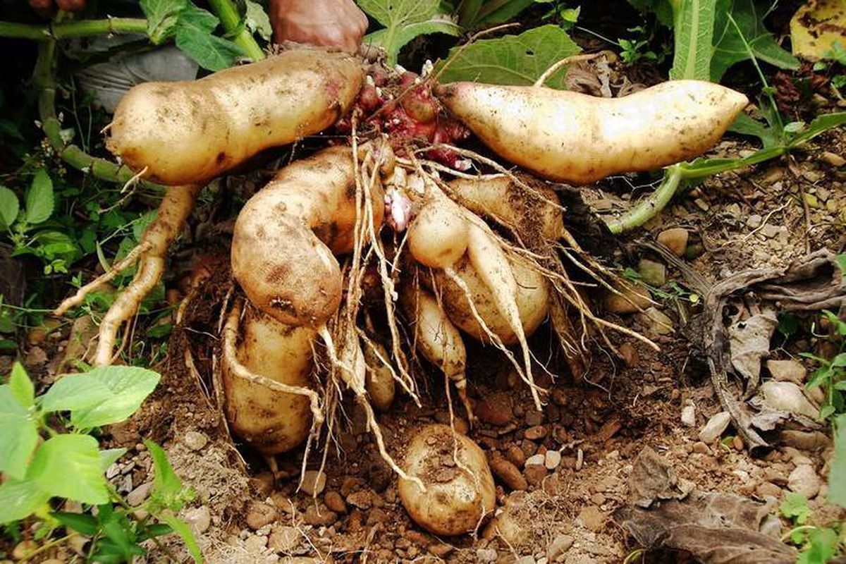 Екзотична картоплина: дещо про особливості якона та його вирощування. Для любителів усього незвичайного!