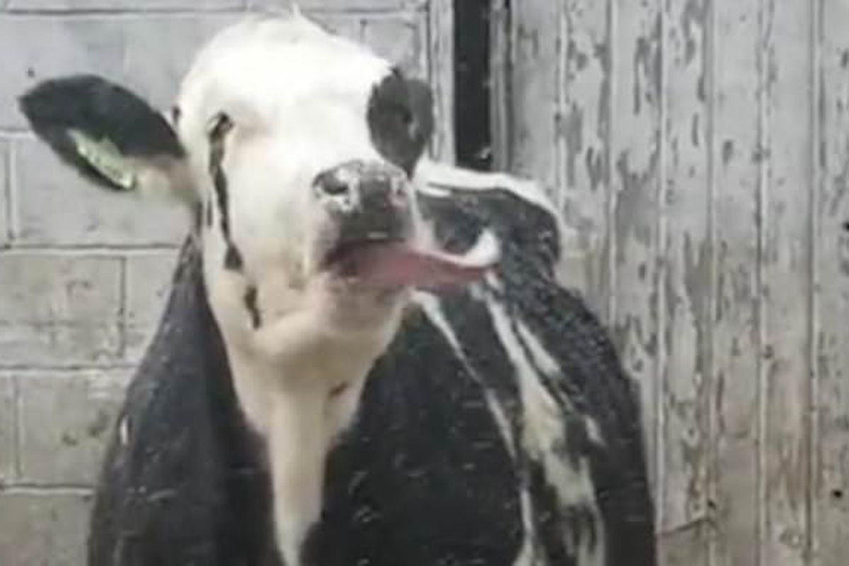 Корова стала зіркою мережі через кумедне відео, на якому вона ловить сніг язиком. Тварини — ще ті діти!