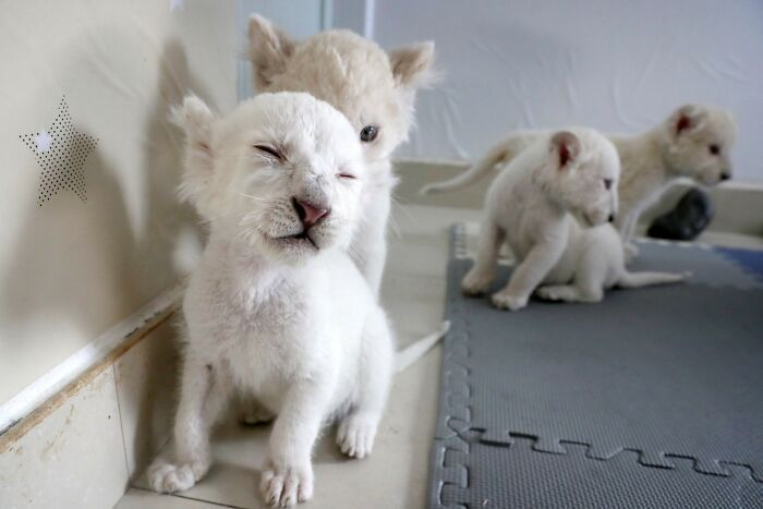 У Китаї народилися рідкісні білі левенята. Незабаром їх покажуть публіці.