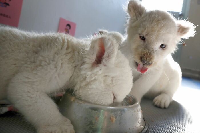 У Китаї народилися рідкісні білі левенята. Незабаром їх покажуть публіці.
