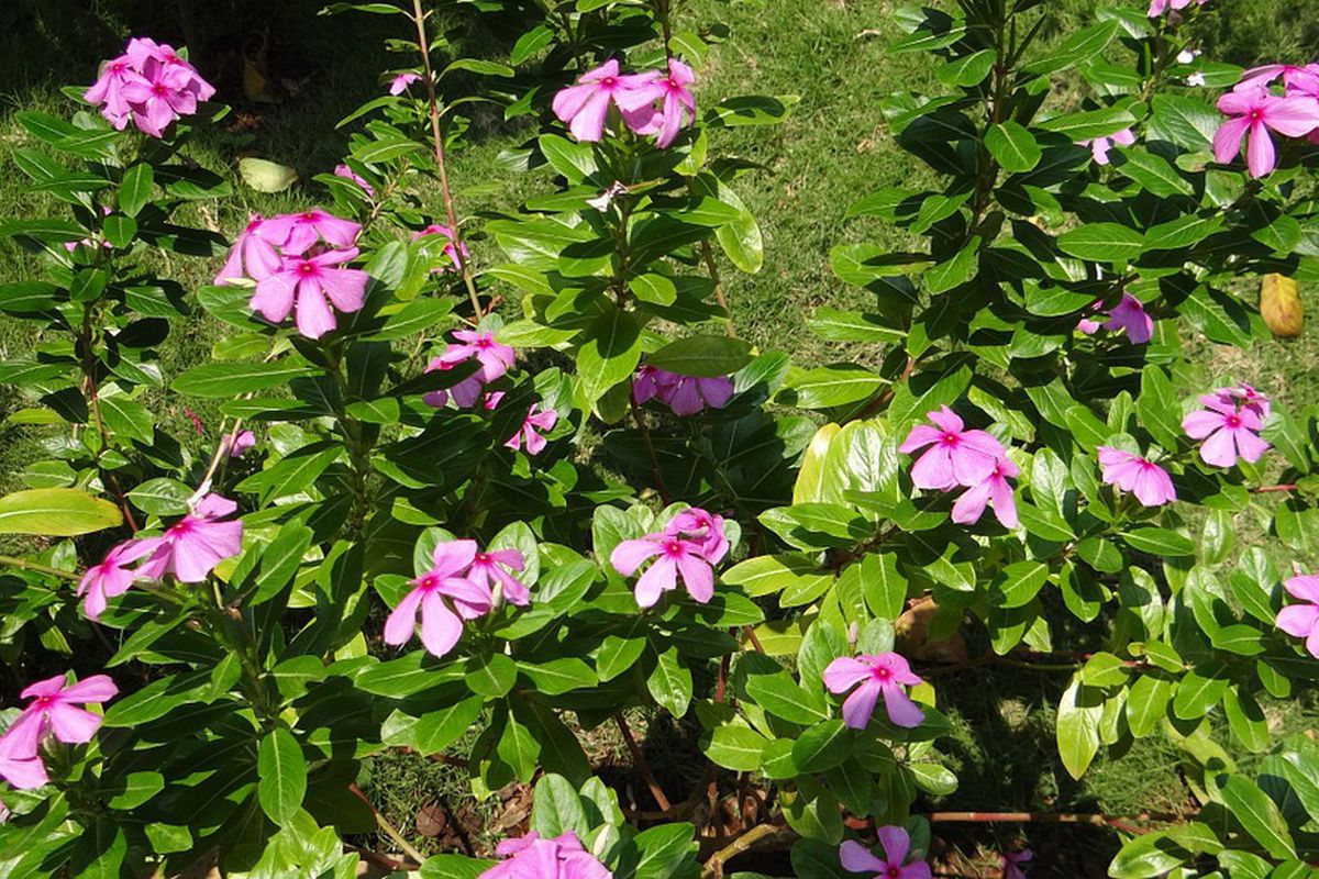 Катарантус, або рожевий барвінок: особливості вирощування та корисні властивості рослини. Лікувальні властивості рожевого барвінку.