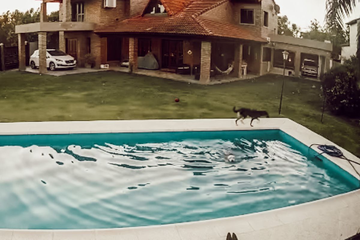 У це неможливо повірити — сліпа собака падає в басейн, а її сестра-собака допомагає їй врятуватися. Відео порятунку собаки собакою.