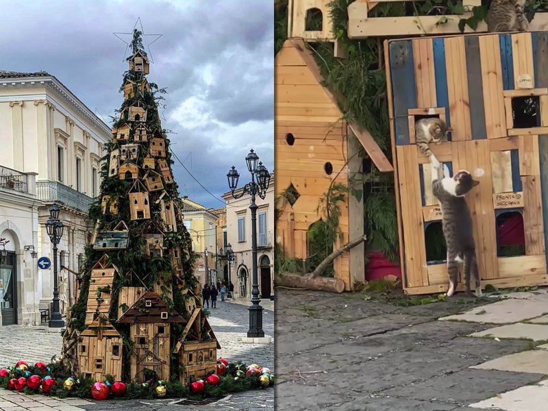 В Італії поставили незвичайну новорічну ялинку, яку окупувала банда котиків. Але в місті цьому явищу тільки раді.