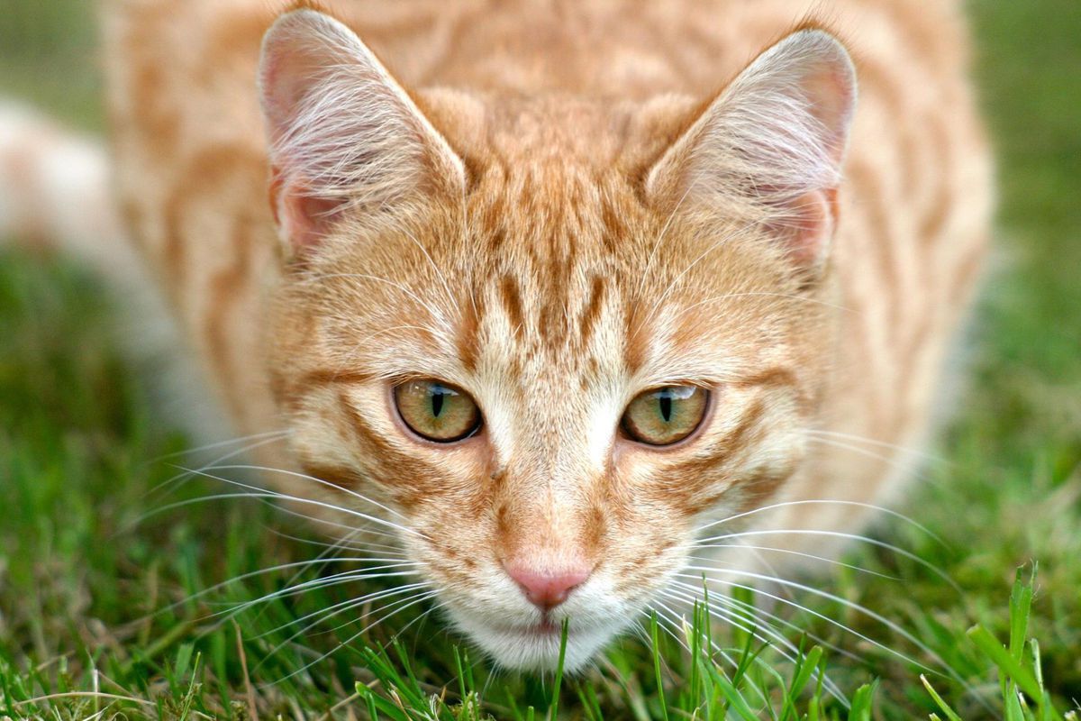 Що таке "агресія невизнання" у котів, та що з цим робити господарям. Така поведінка характерна не для всіх котів, але зустрічається відносно часто.