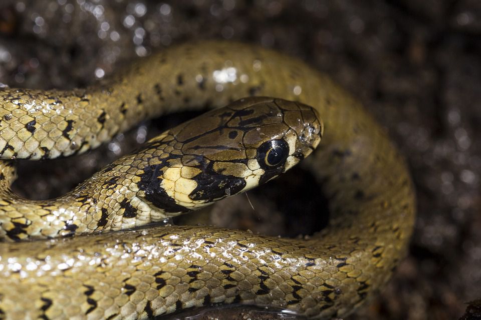 На Філіппінських островах біологи виявили мініатюрних змій, що ведуть підземний спосіб життя. Виповзають на поверхню вони лише після дощу.
