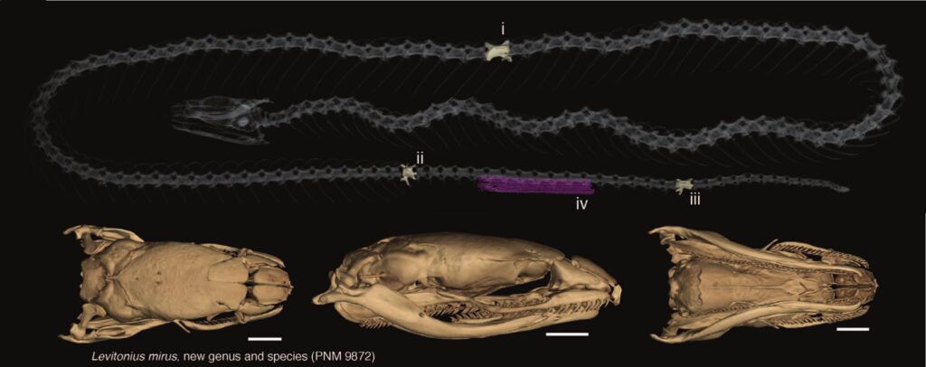На Філіппінських островах біологи виявили мініатюрних змій, що ведуть підземний спосіб життя. Виповзають на поверхню вони лише після дощу.