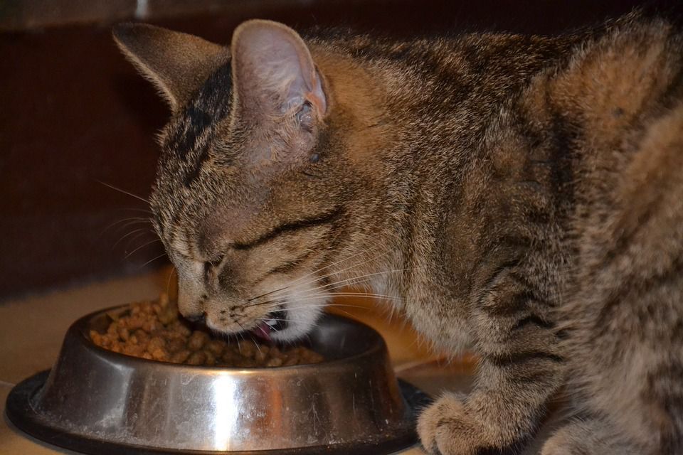 Вчені з Канади дали відповідь на питання: як часто необхідно годувати котів. Правильне годування домашніх вихованців здатне вирішити багато проблем з їх здоров'ям.