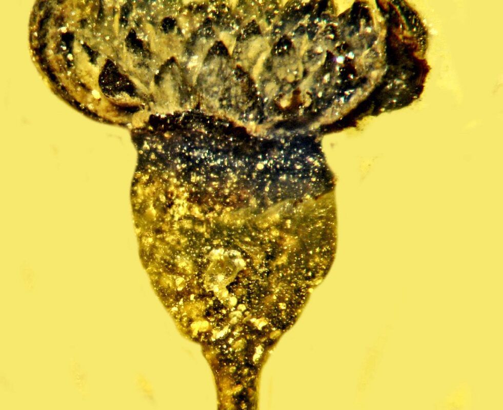 У шматку бурштину вчені виявили квітку віком 100 мільйонів років. Рослина крейдяного періоду вказала на час поділу Гондвани.