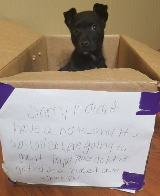 Маленьке чорне щеня залишили на вулиці в картонній коробці з сумною запискою. Коробку з цуценям поставили біля дверей школи.