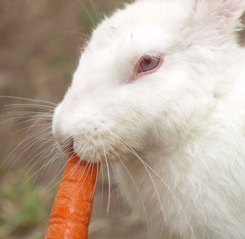 Хитрий заєць обікрав мешканку Канади — він з'їв ніс-морквину її сніговика і втік в ліс. Не пропадати ж добру!