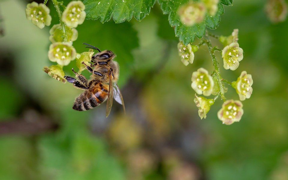 Вчені з Єврейського університету в Єрусалимі виявили новий вид бджіл. Комаха має латинську назву виду "Lasioglossum dorchini".