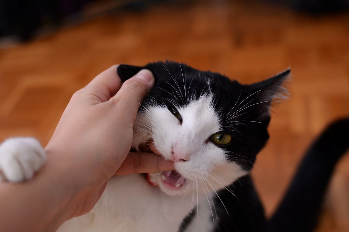 Кіт кусає, коли ви перестаєте його гладити — про що це свідчить. Укуси — цілком природний спосіб котячої комунікації.