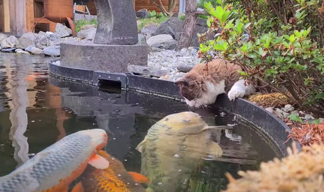 Незвичайна історія довгої дружби між котом на прізвисько Міка і декількома коропами. Кіт щодня приходить до ставка з рибою — його звичка з дитинства.
