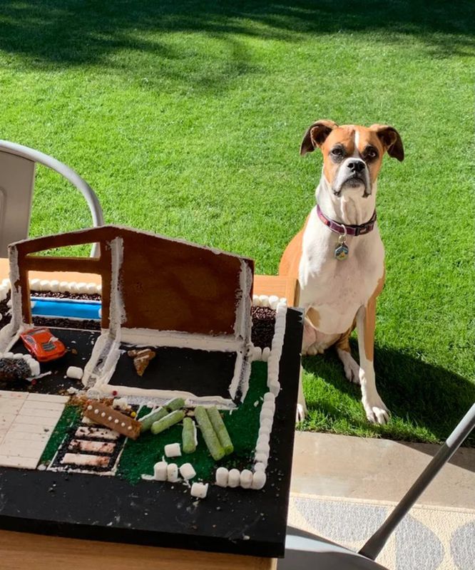 Дівчина зробила неймовірний пряниковий будиночок, але у собаки на нього були свої плани. Її собака обожнює солодощі.