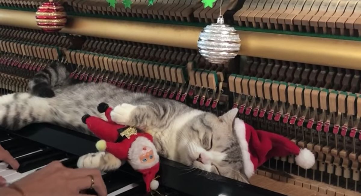 Кіт, який отримує масаж молоточками від фортепіано, поки його господар грає різдвяні мелодії — набирає популярність в мережі. Одна з багатьох причин, чому ми так любимо котів, полягає в тому, що ці істоти, зазвичай, досить дивні.