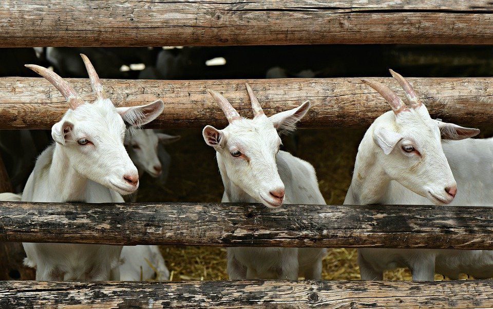 У США утилізацією різдвяних ялинок займатимуться кози. Прекрасна ідея.