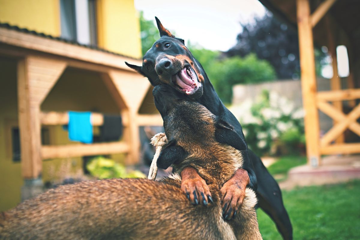 6 порід собак, які можуть раптово напасти на людину чи іншу тварину. Несподівана лють — їхня найяскравіша риса.