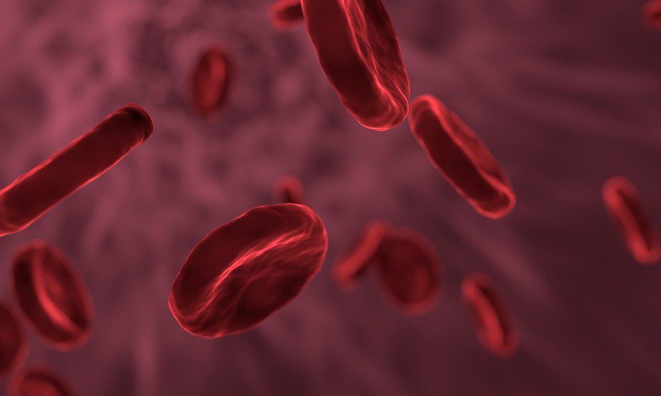 Вчені виявили, що рівень заліза у крові може впливати на тривалість життя людини. На тривалість життя людини впливає рівень заліза у її крові.