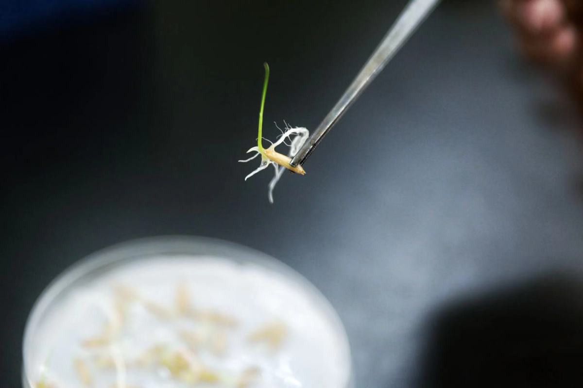 У наземній китайській лабораторії зійшло насіння рису, що побувало на Місяці. На Землі проросло насіння рису, яке злітало на Місяць.