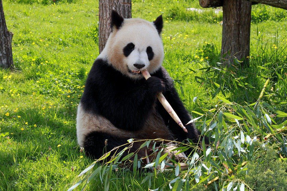 Заходи, спрямовані на підтримку панд, шкодять іншим представникам фауни. Популярність панд нашкодила іншим тваринам.