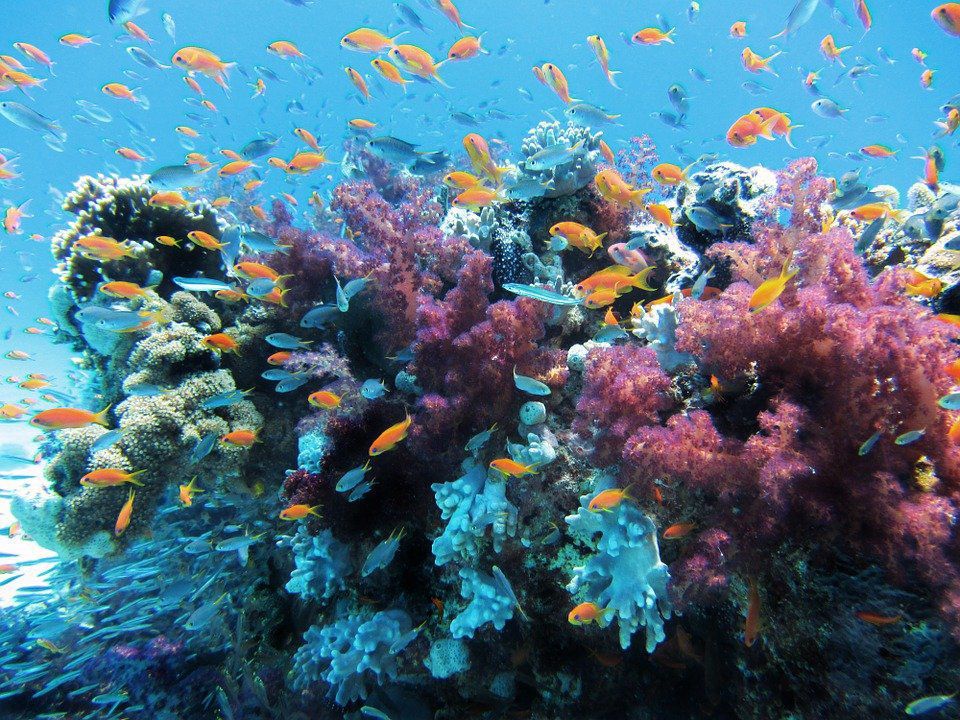 Завдяки відсутності туристів в тайські моря повертається життя: корали знову розрослися. Природа відновилася, і тварини повернулися у свої місця проживання.