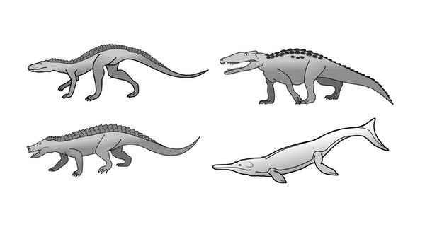 Вчені пояснили, чому крокодили майже не змінилися за мільйони років. Чому крокодили з часів динозаврів практично не змінилися.
