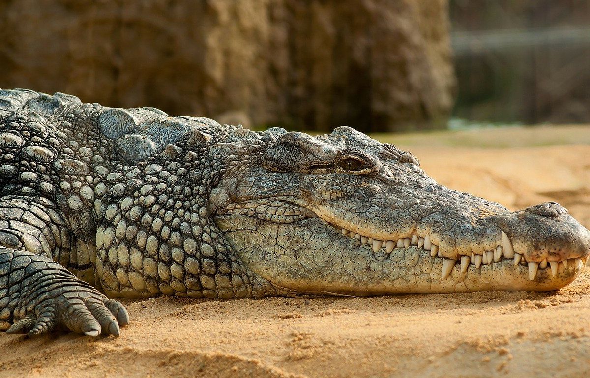 Вчені пояснили, чому крокодили майже не змінилися за мільйони років. Чому крокодили з часів динозаврів практично не змінилися.