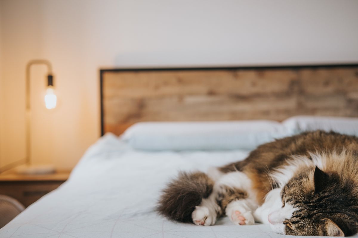 Кіт полюбляє спати в ліжку господаря — розбираємось у причинах і ризиках. Список котячих дивацтв нескінченний.